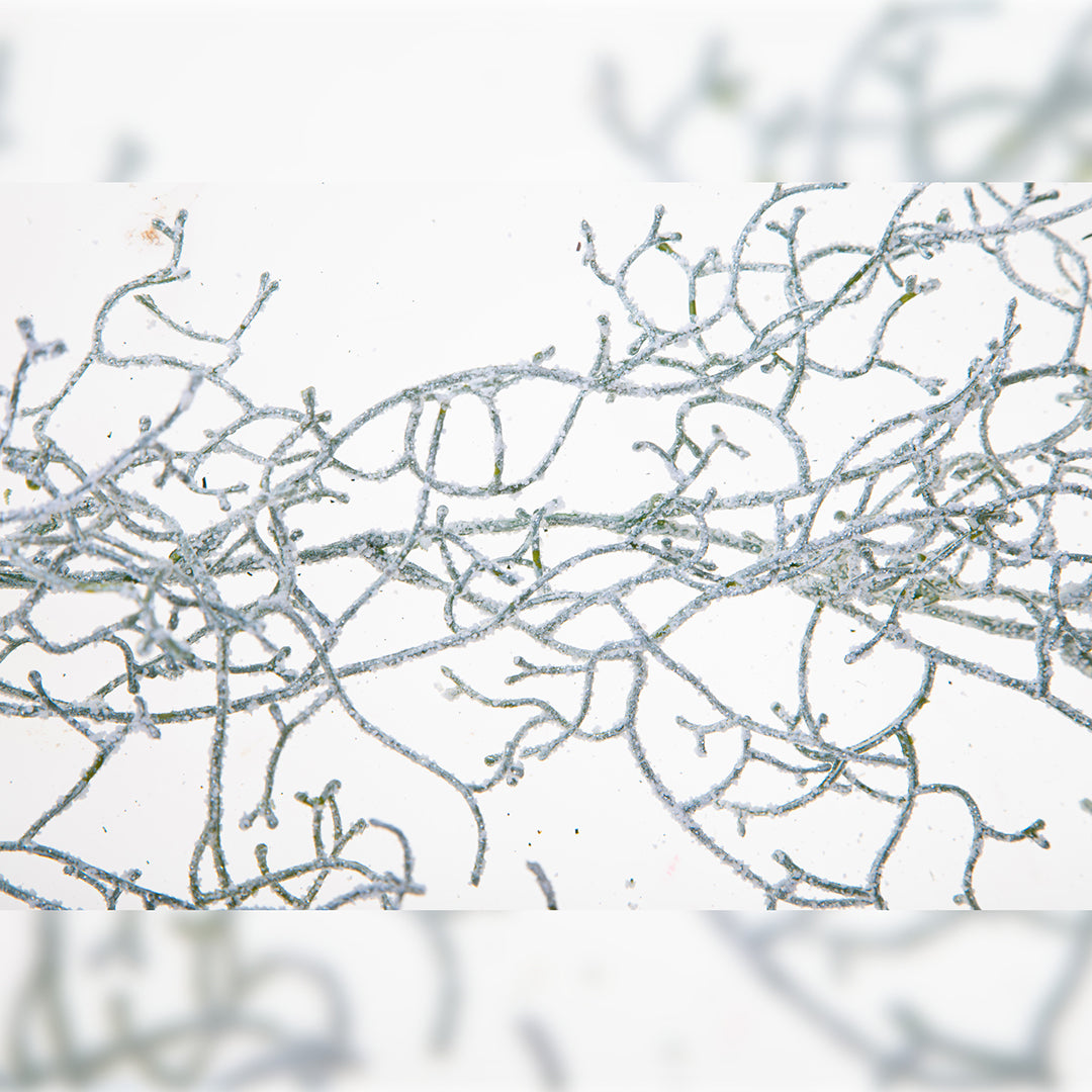 2 Pezzi • Ghirlandia tillandsia • 170 cm