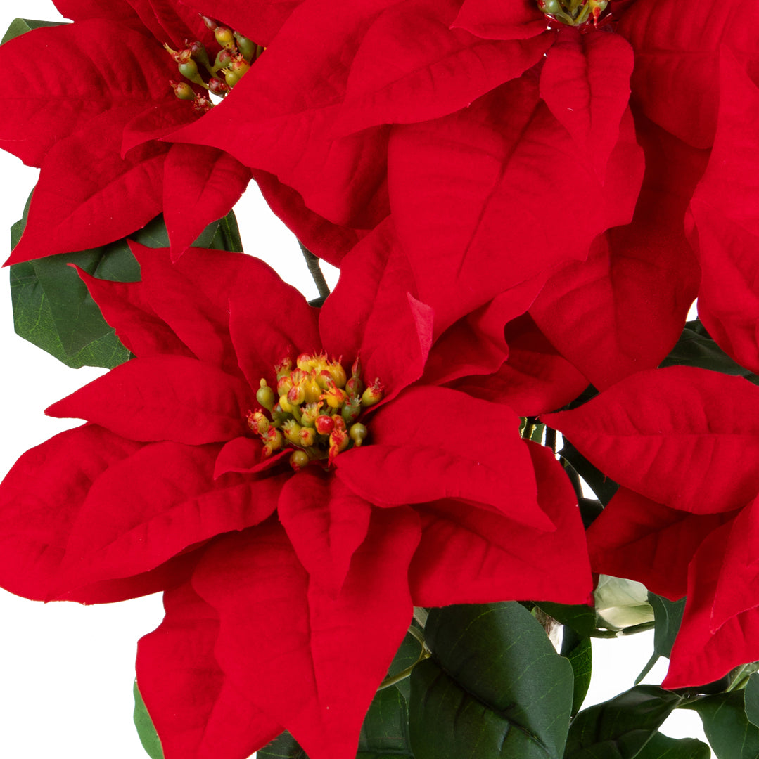 Stella natale cespuglio • H 60 cm