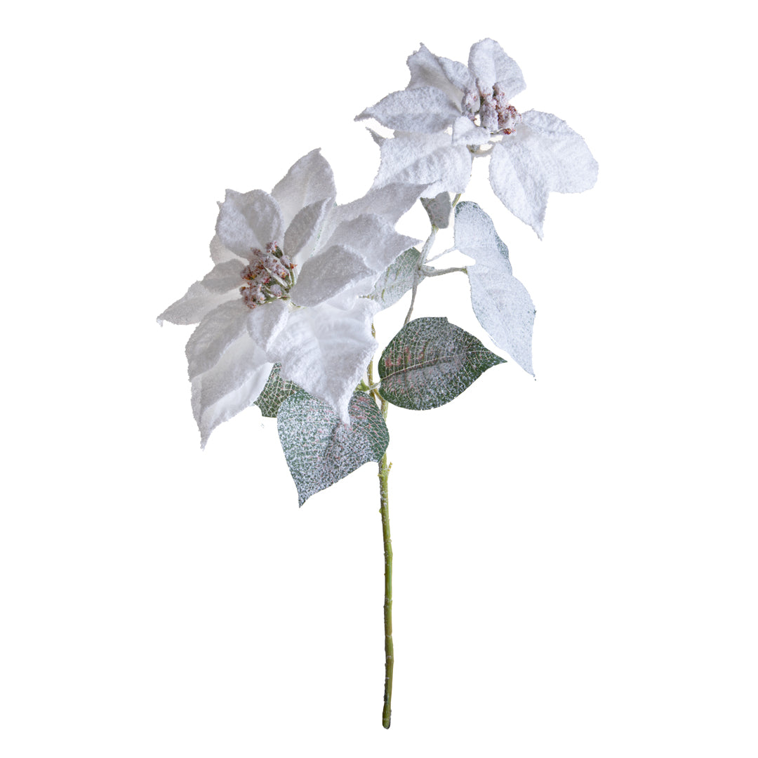 Pezzi 12 • Stella natale con neve • H 55 cm