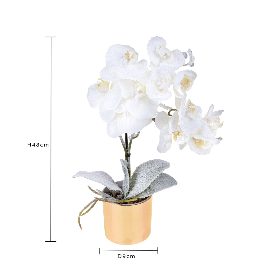 Vaso con orchidea nevicata • H 48 cm
