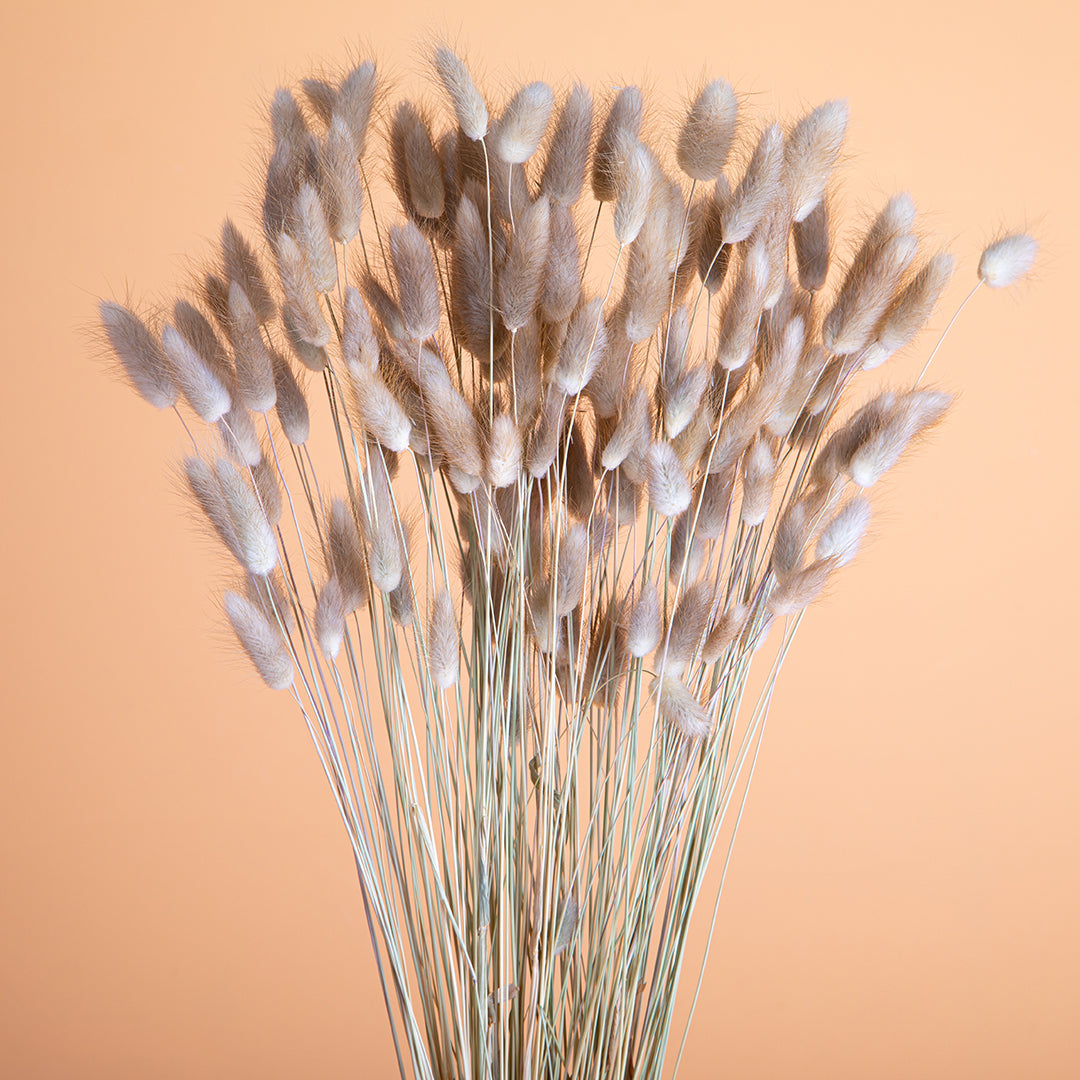 4 Pezzi • Lagurus naturale • 60 cm