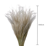 4 Pezzi • Stipa Pennata naturale • 30 cm