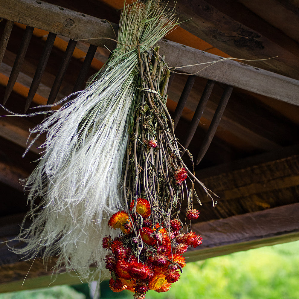 4 Pezzi • Stipa Pennata naturale • 30 cm
