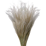 4 Pezzi • Stipa Pennata naturale • 30 cm