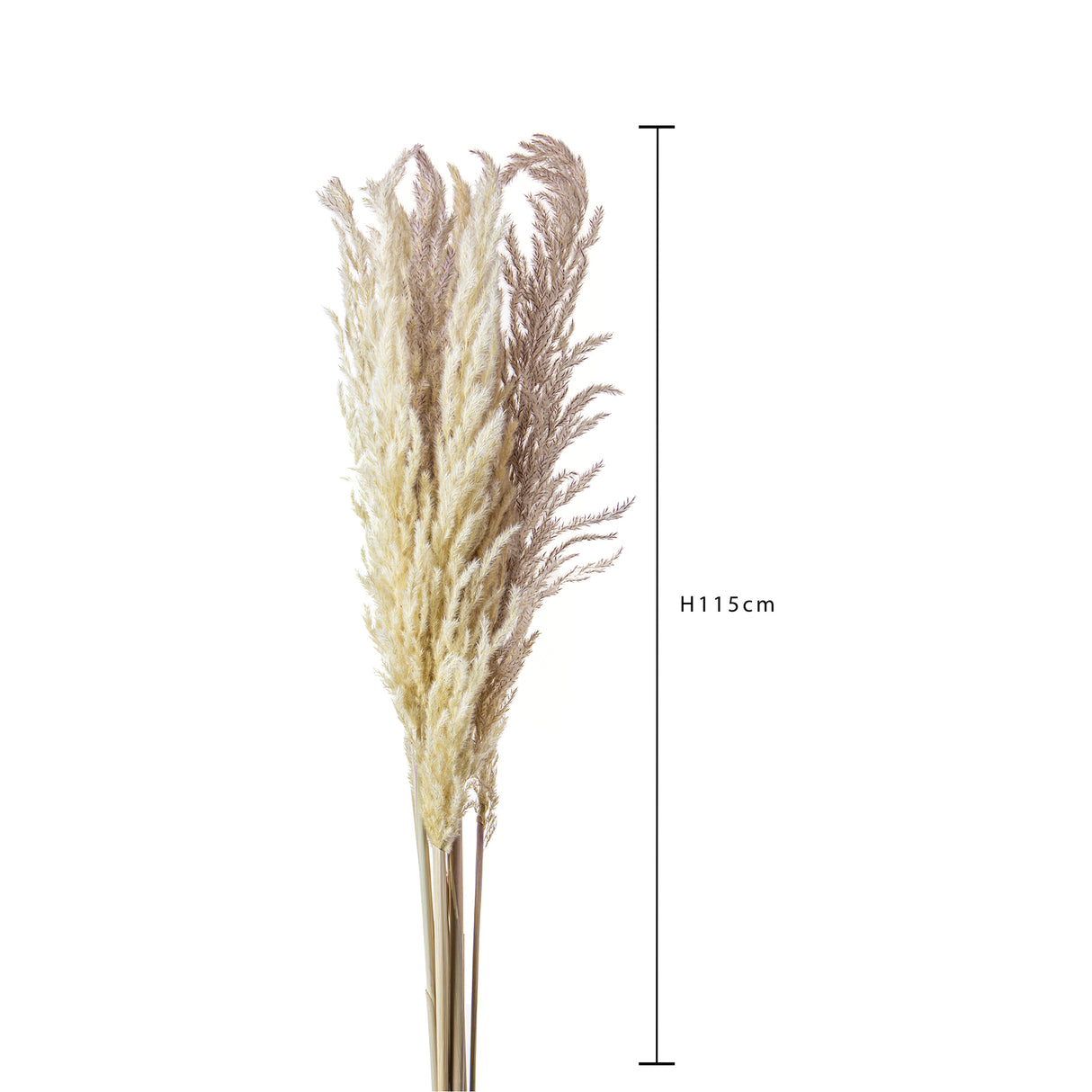 20 Pezzi • Piume Eryanthus naturale • 115 cm