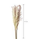20 Pezzi • Piume Eryanthus naturale • 115 cm