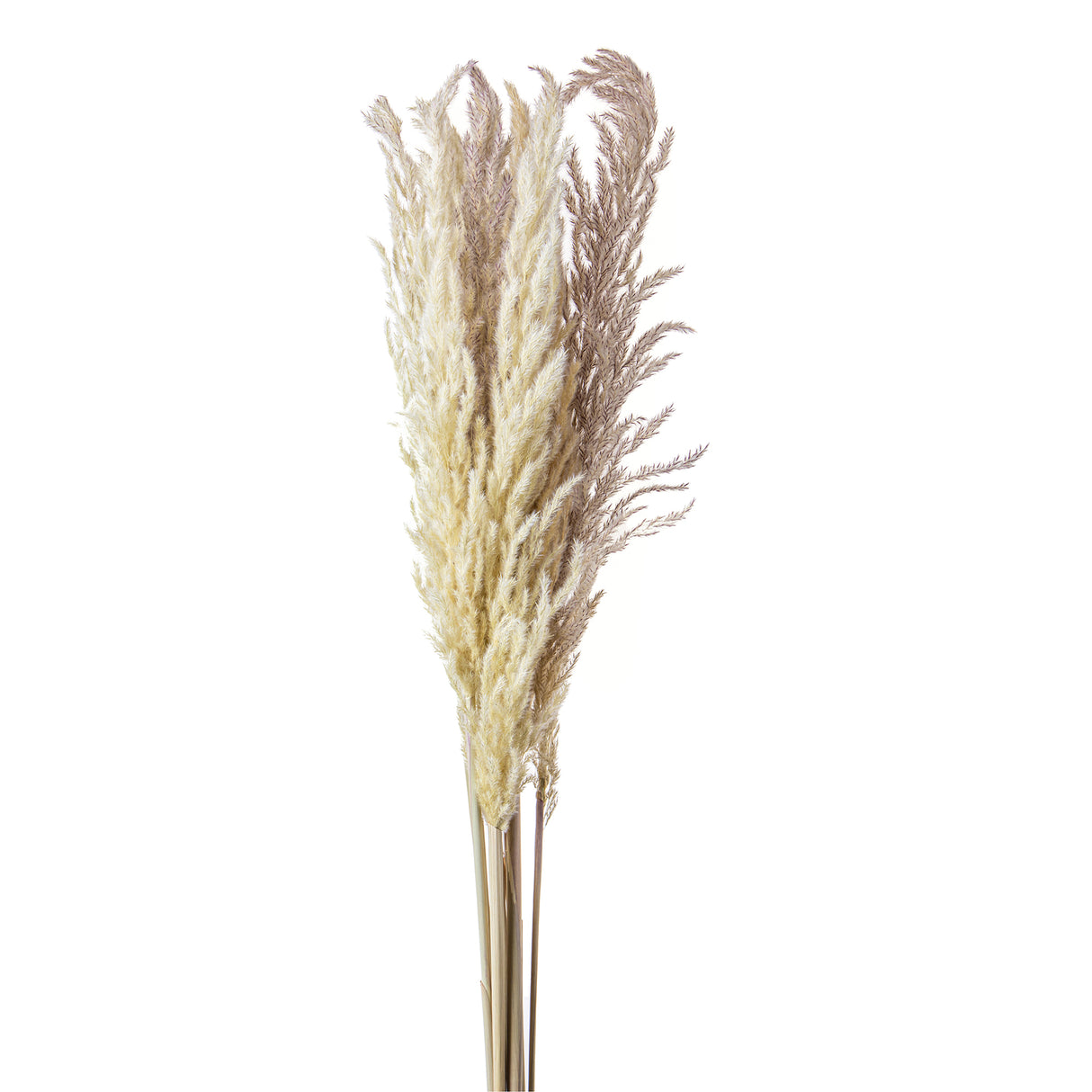 20 Pezzi • Piume Eryanthus naturale • 115 cm