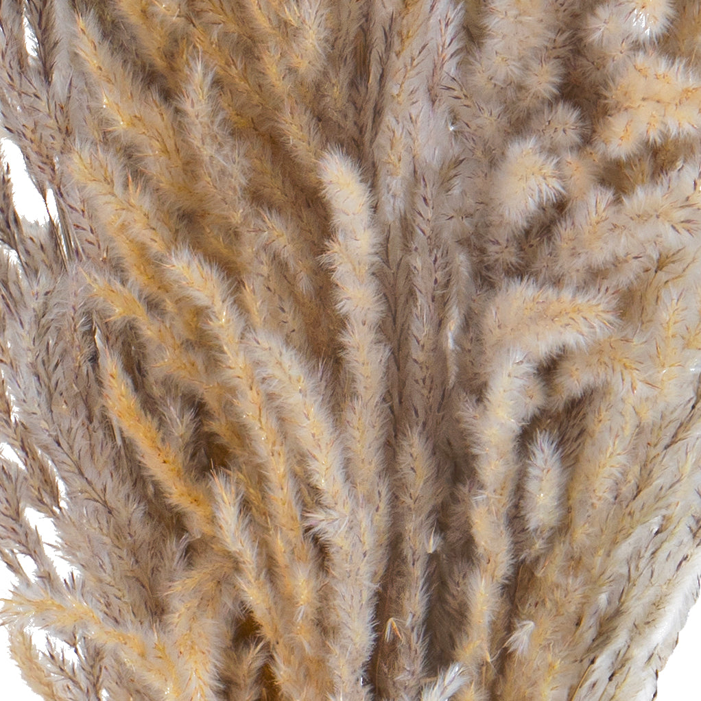 20 Pezzi • Piume Eryanthus naturale • 115 cm