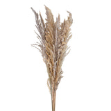 20 Pezzi • Piume Eryanthus naturale • 115 cm
