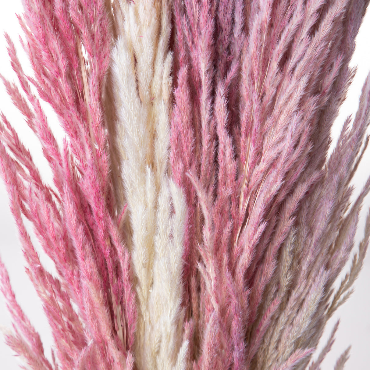 20 Pezzi • Piume Eryanthus naturale • 115 cm