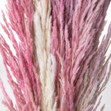 20 Pezzi • Piume Eryanthus naturale • 115 cm