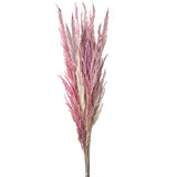 20 Pezzi • Piume Eryanthus naturale • 115 cm