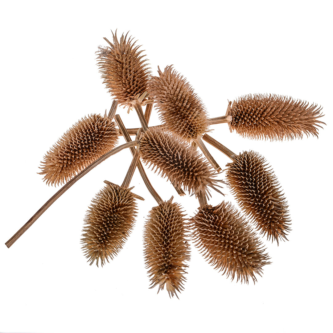 4 Pezzi • Cardi Teste 200 Gr Naturali Picc • 6 cm