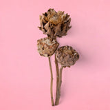 Carciofi naturali in fiore • 40 cm