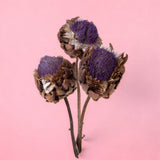 Carciofi in fiore blu • 40 cm