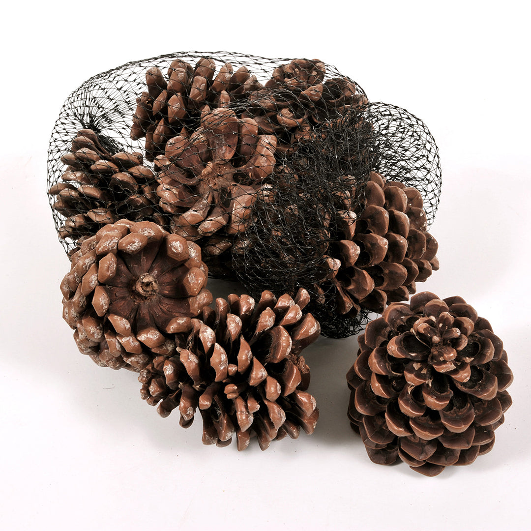 6 Pezzi • Pigne Pinea naturale 5 Pz Rete • 13 cm