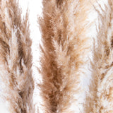 10 Pezzi • Pampas naturale • 150