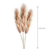 10 Pezzi • Pampas naturale • 150