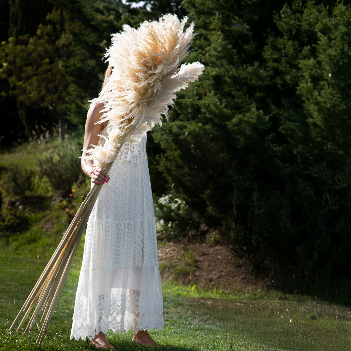 10 Pezzi • Pampas naturale • 150