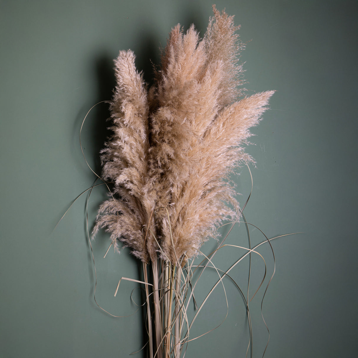 6 Pezzi • Pampas Grande naturale • 170