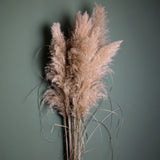 6 Pezzi • Pampas Grande naturale • 170