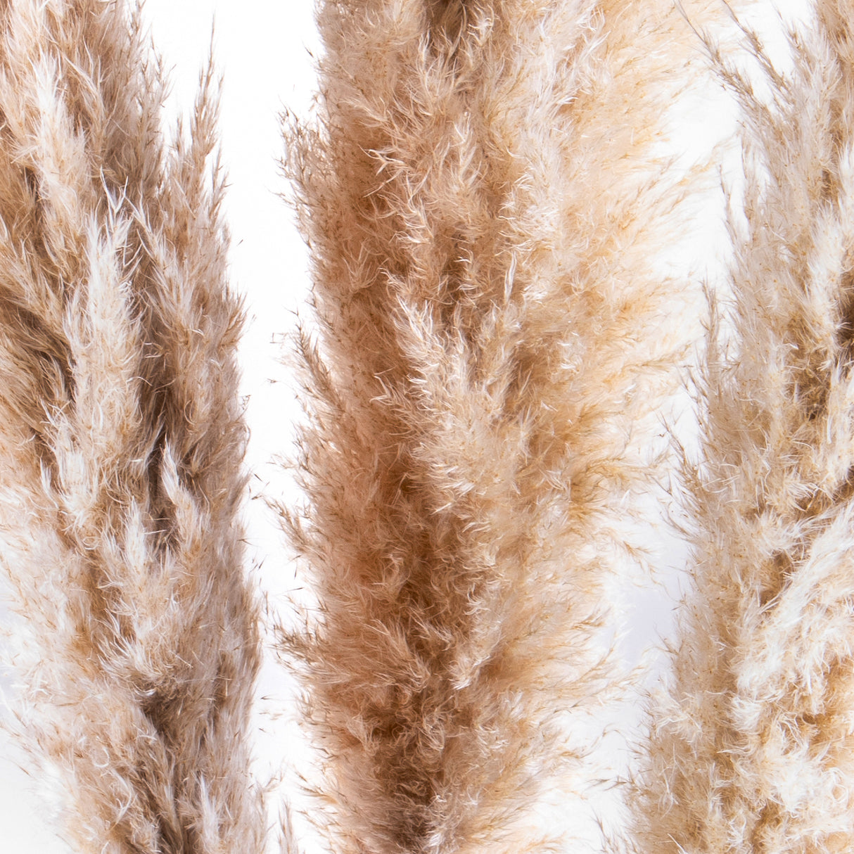7 Pezzi • Pampas naturale • 160