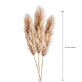 7 Pezzi • Pampas naturale • 160