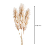 5 Pezzi • Pampas Naturale naturale • 140