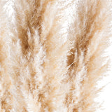 5 Pezzi • Pampas Naturale naturale • 140
