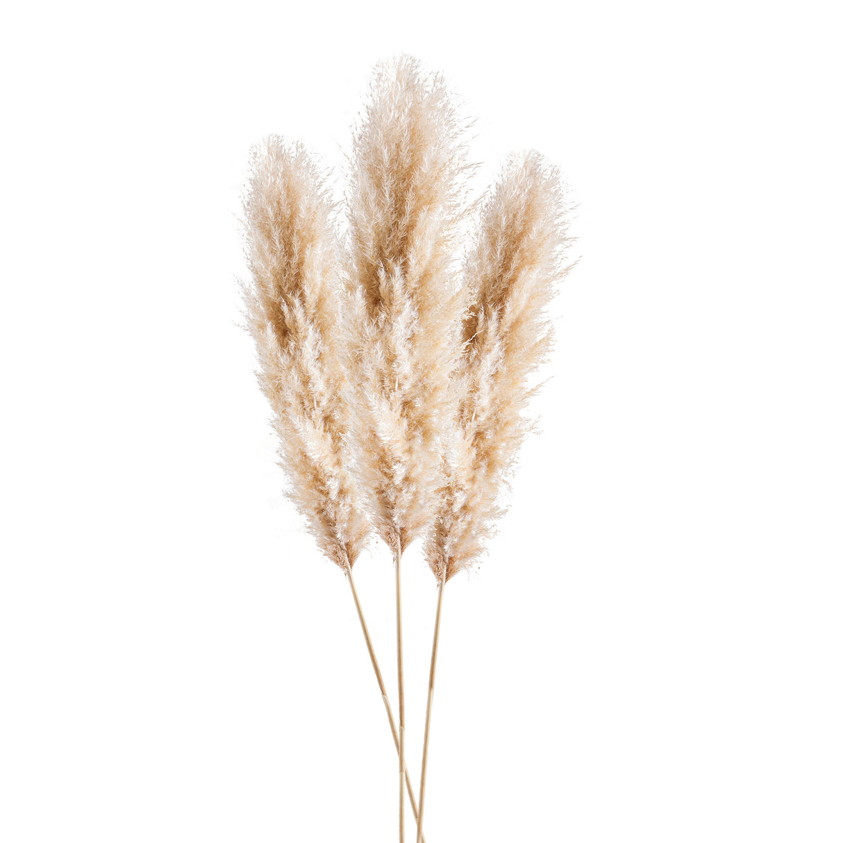 5 Pezzi • Pampas Naturale naturale • 140