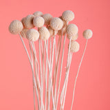 4 Pezzi • Craspedia billy but con carta 30 pezzi • 65 cm