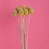 4 Pezzi • Craspedia billy but con carta 3 mazzi da 10 pezzi • 65 cm