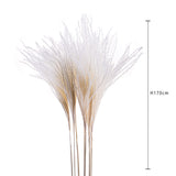 10 Pezzi • Eulalia naturale • 130 cm