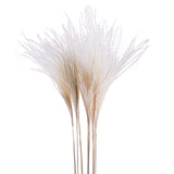 10 Pezzi • Eulalia naturale • 130 cm