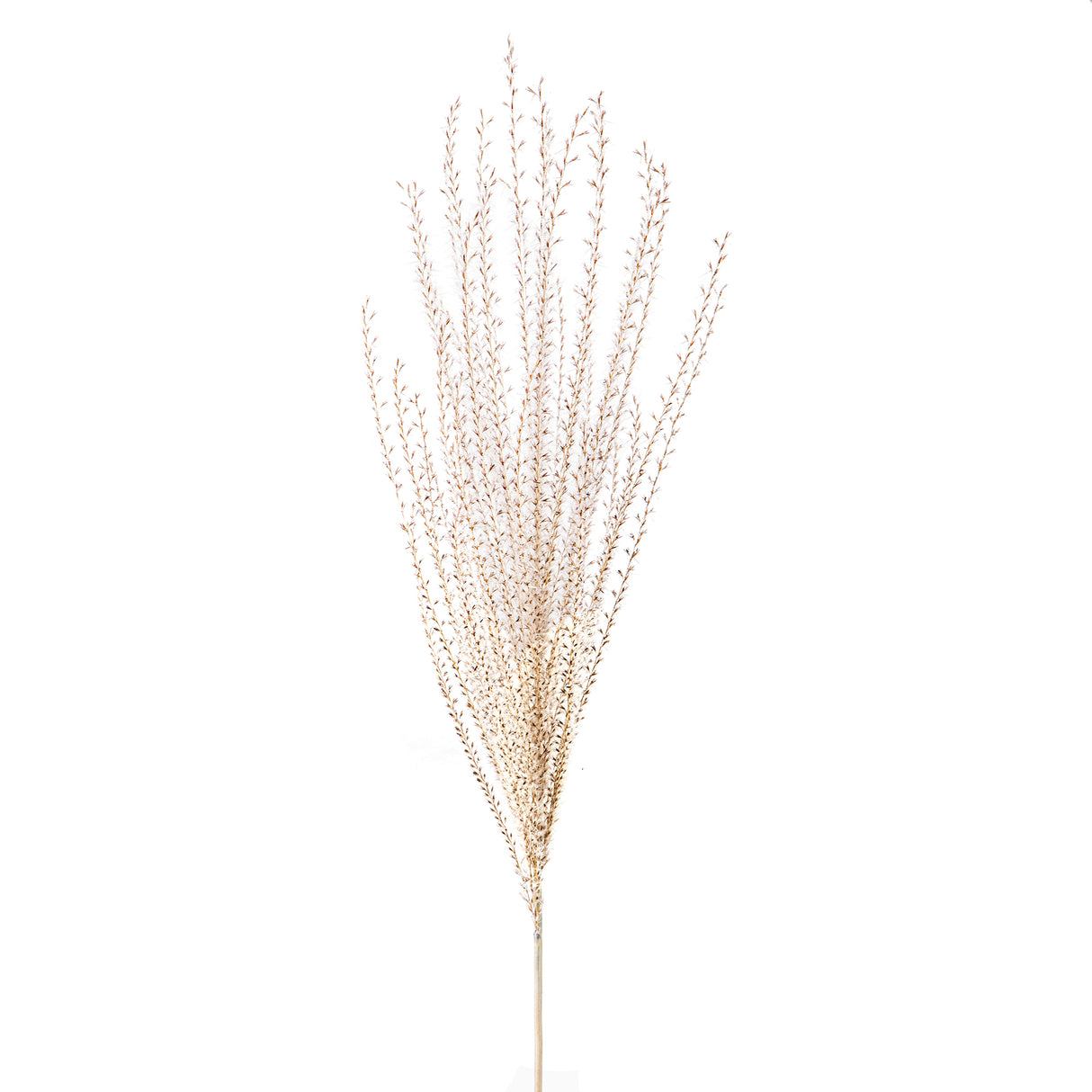 10 Pezzi • Eulalia naturale • 130 cm
