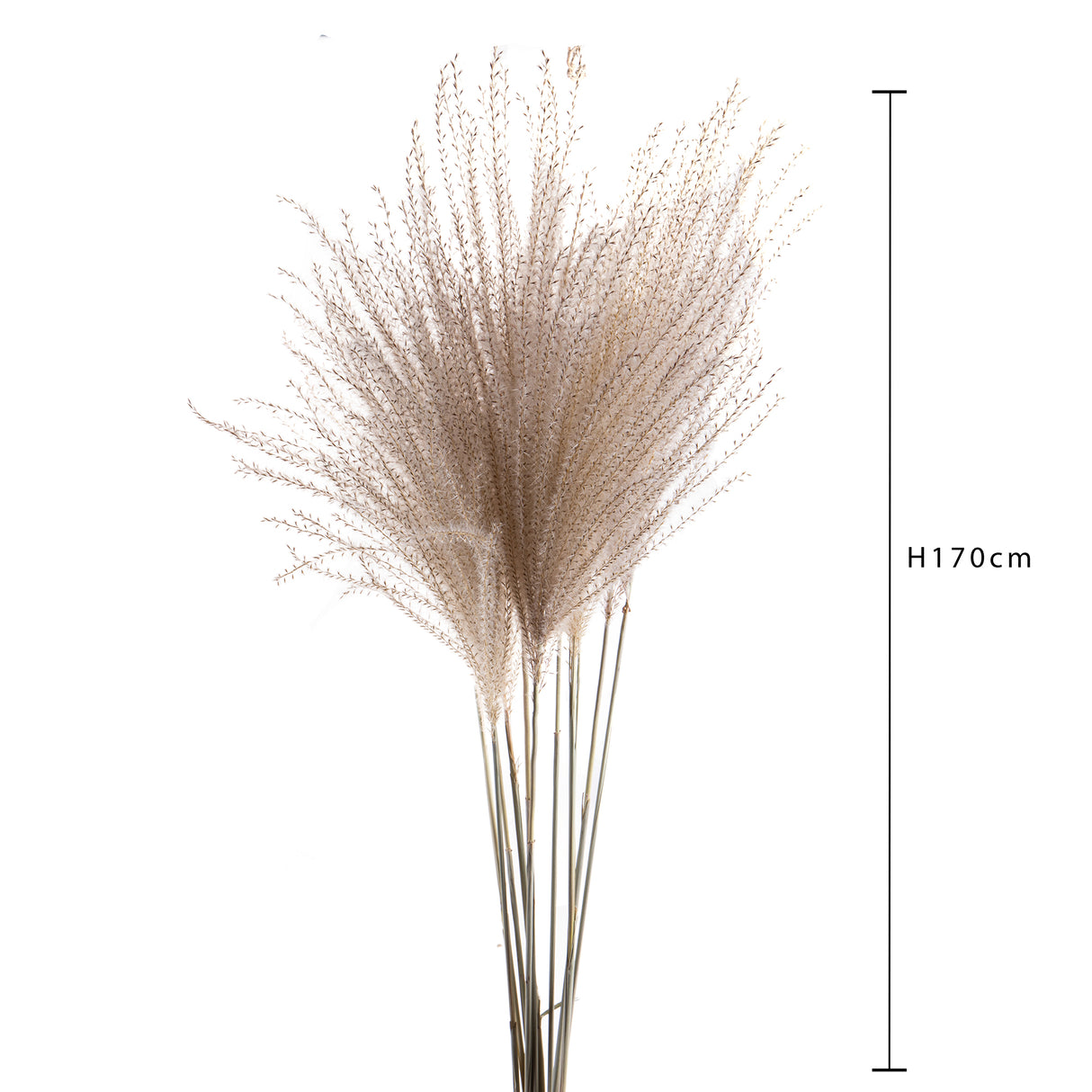 10 Pezzi • Eulalia naturale • 130 cm
