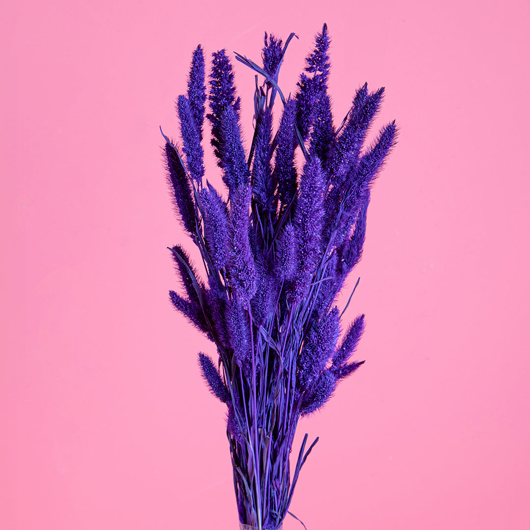5 Pezzi • Setaria verticillata colorata • 60 cm