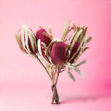 5 Pezzi • Banksia hookerana • 40 cm