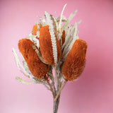 5 Pezzi • Banksia hookerana • 40 cm