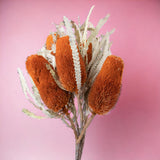 5 Pezzi • Banksia hookerana • 40 cm