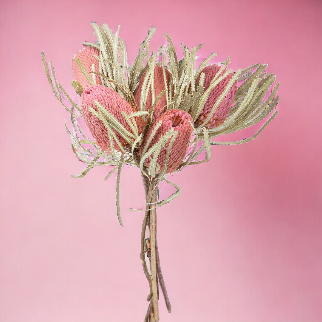 5 Pezzi • Banksia hookerana • 40 cm