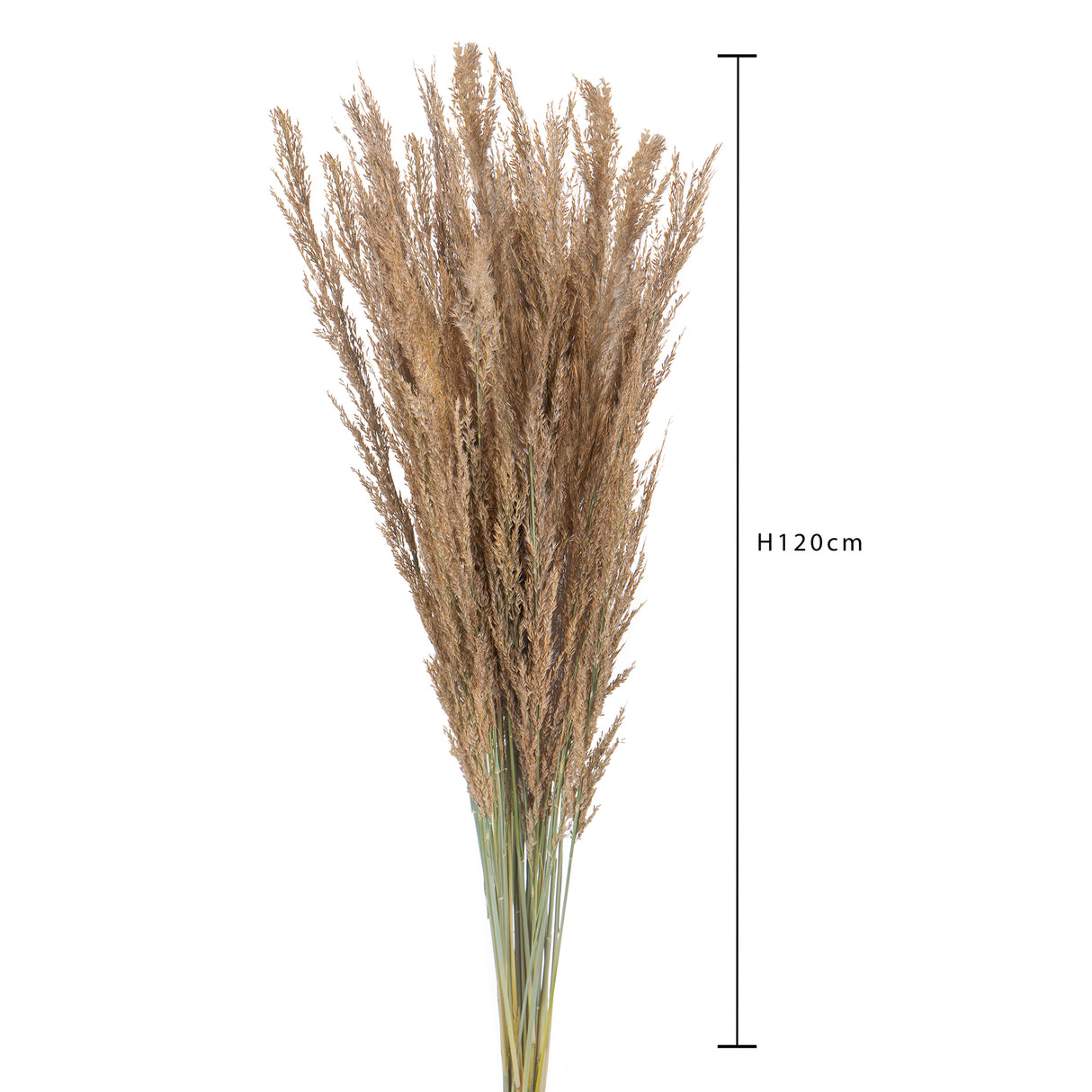 5 Pezzi • Piume Erianthus naturale • 110 cm