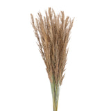 5 Pezzi • Piume Erianthus naturale • 110 cm