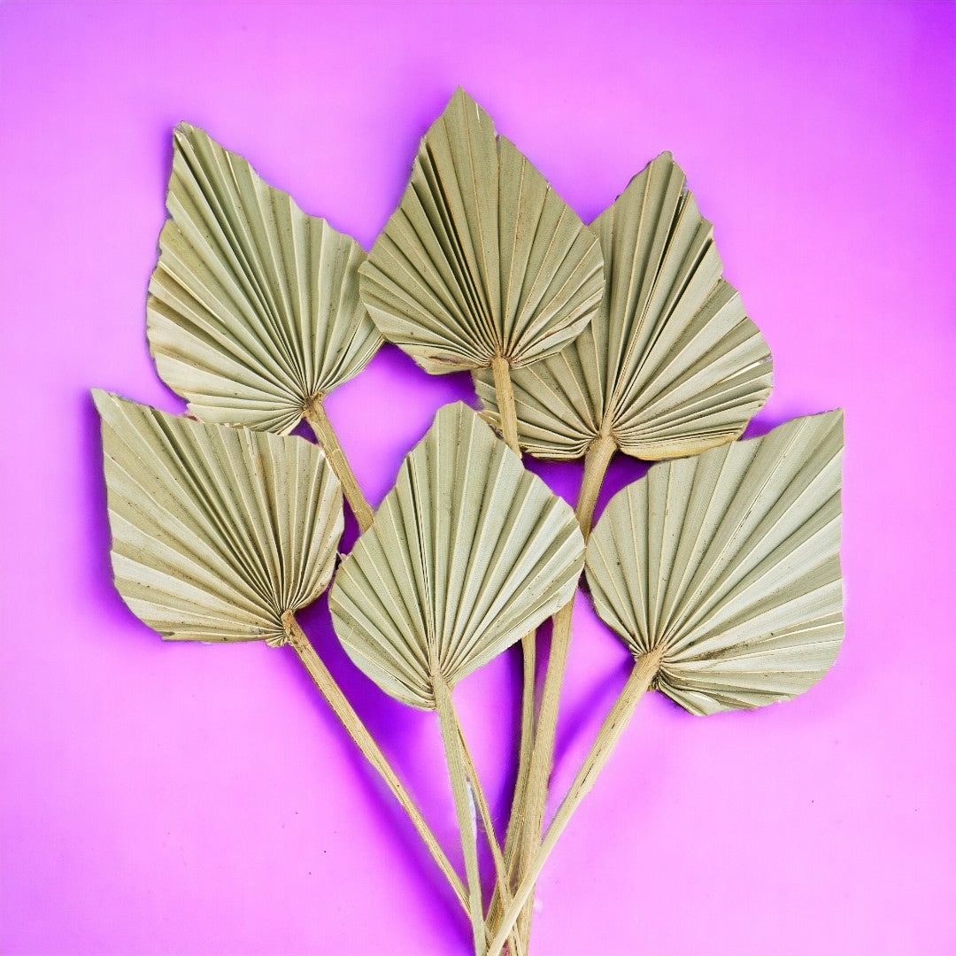 6 Pezzi • Palm spear 7 mazzi da 10 pezzi nat • 55 cm