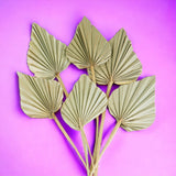 6 Pezzi • Palm spear 7 mazzi da 10 pezzi nat • 55 cm