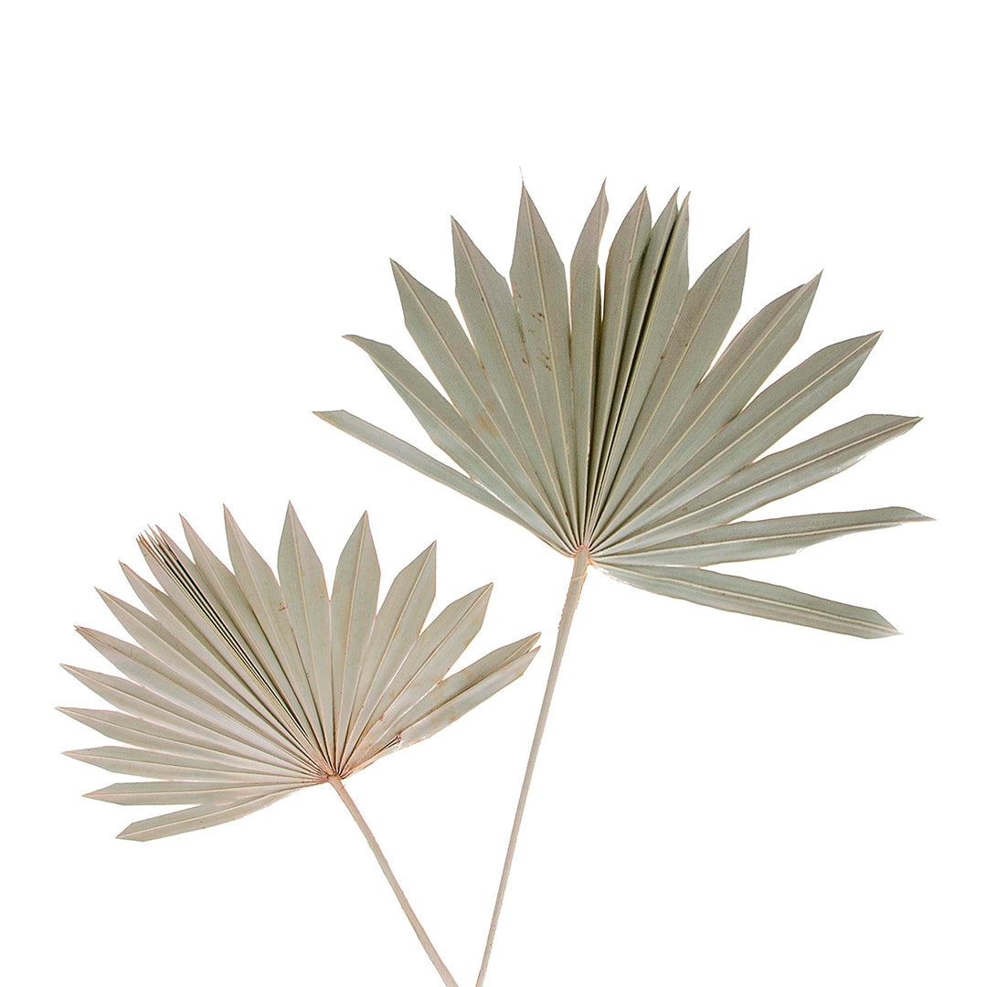6 Pezzi • Palm sun cut da 7 pezzi nat • 64 cm