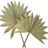 6 Pezzi • Palm sun cut da 7 pezzi nat • 64 cm