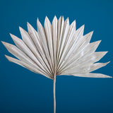 6 Pezzi • Palm sun cut da 7 pezzi nat • 64 cm