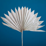 6 Pezzi • Palm sun cut da 7 pezzi nat • 64 cm