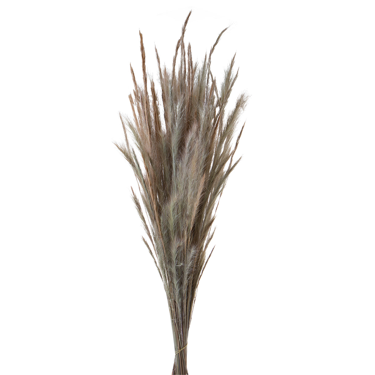 5 Pezzi • Erba Volpe naturale • 105 cm